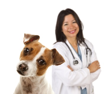 Tips to Lower Creatinine in Dogs with Kidney Failure