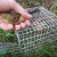 Bird Trap