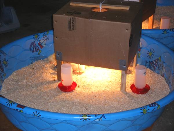 Tips about How to Make a Chicken Brooder