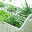 Summer Herb Garden