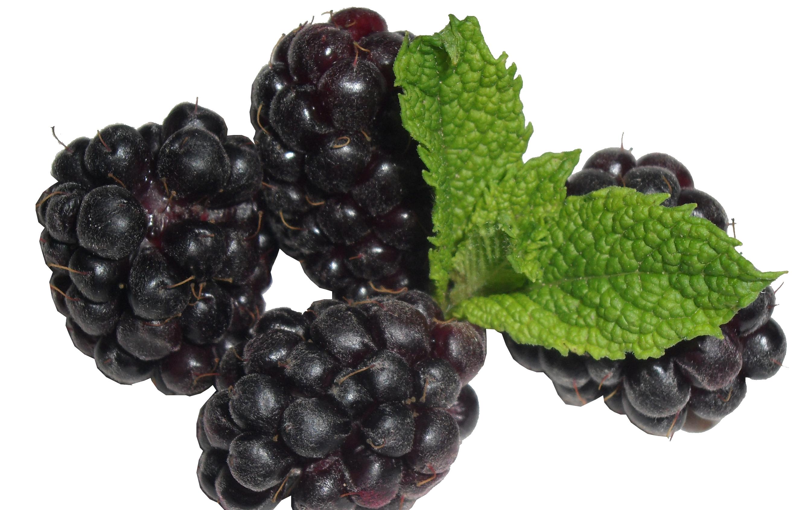 ordering boysenberries for canning