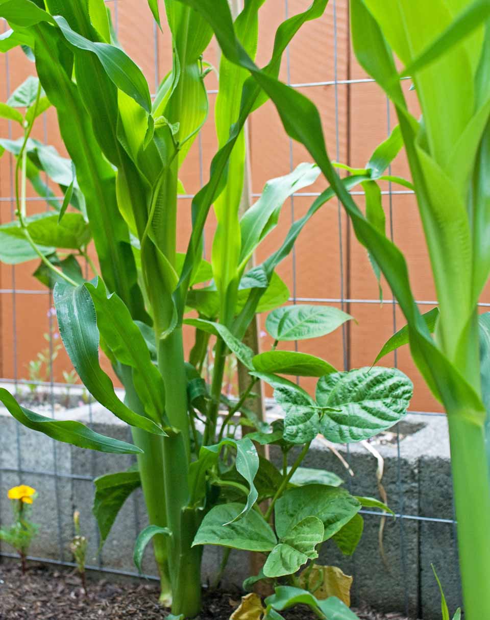 Plant Pole Beans in Corn