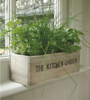 Tips to Plant a Kitchen Herb Garden