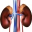 Prevent Kidney Damage From Antibiotics