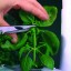 Prune a Basil Plant