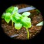 Save Lanky Basil Seedlings