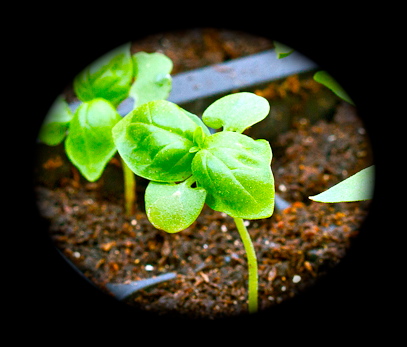 Save Lanky Basil Seedlings