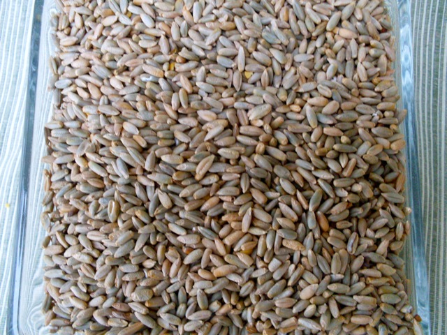 Rye Berries