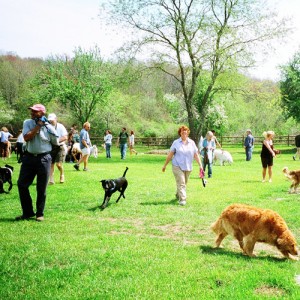 Dog Park