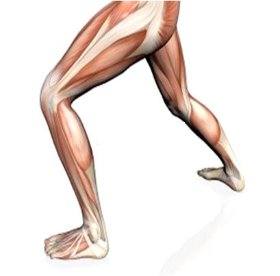 Strengthen Knee Muscles After Knee Replacement