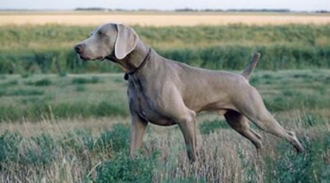 Training Dogs to Hunt Rabbits