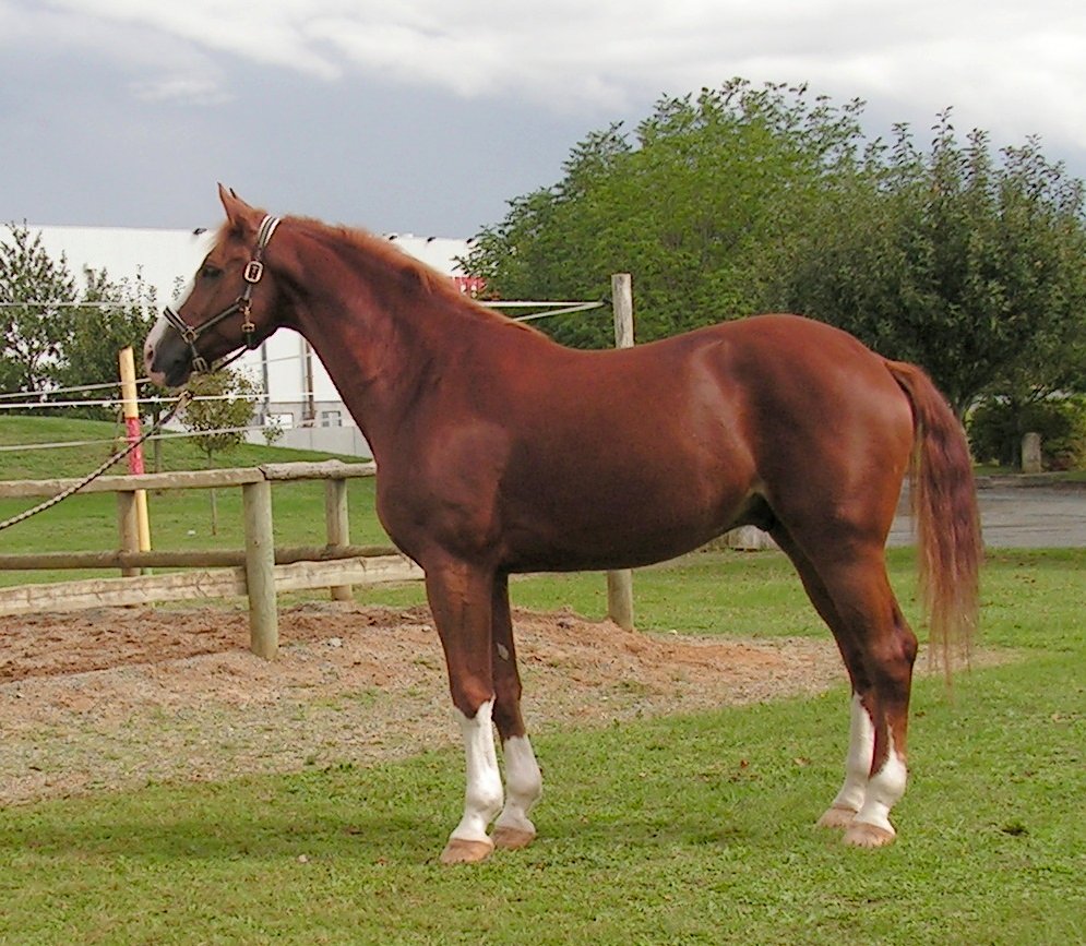 How to Train Your Horse at Home