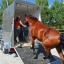 train your horse to go into a horse trailer