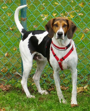 Deer Hunting Dog