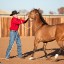 Training a Horse
