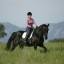 Train a Horse to Canter