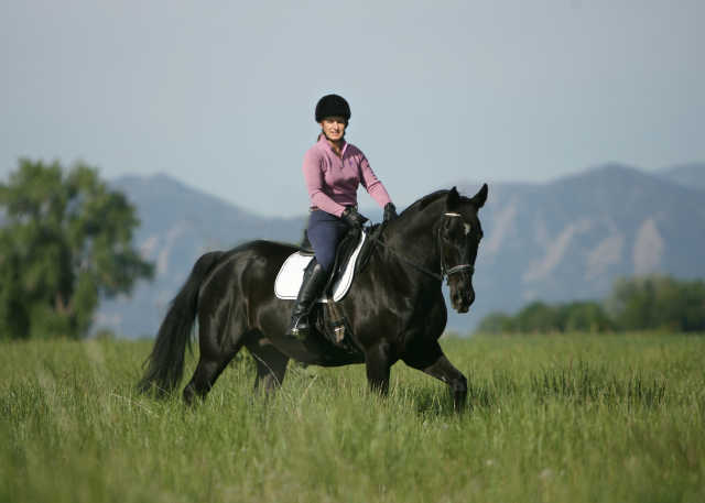 Train a Horse to Canter