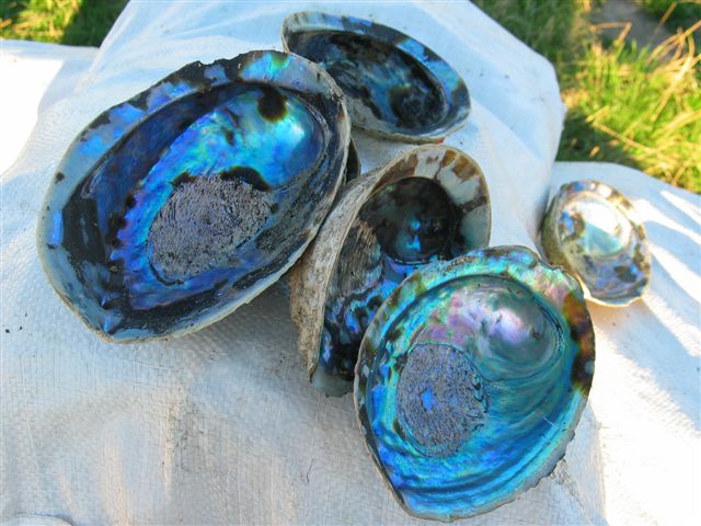 abalone shell