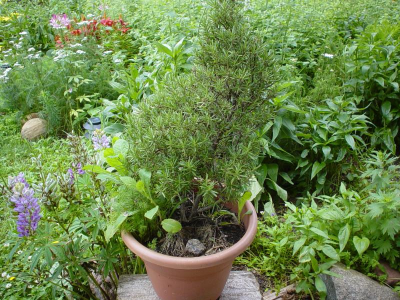 Use Herbs for Companion Planting