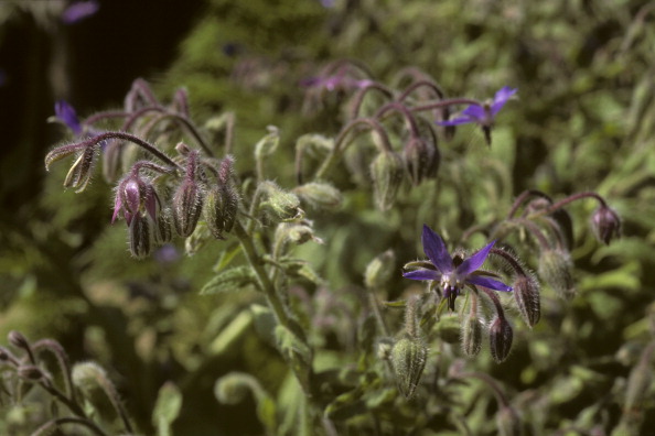 Borage