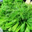 Most Healthy Green Leafy Vegetables