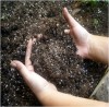 Prepare Soil to to Grow Cilantro at Home
