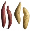 Sweet Potatoes Boost Immune System