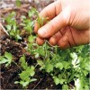 Thinning Cilantro Seedlings