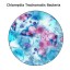how to prevent chlamydia trachomatis