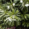 10 Dangerous Plants that Can Kill you