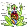 Anatomy of Frog
