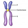 Centromere
