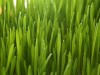 Difference Between Barley and Wheatgrass