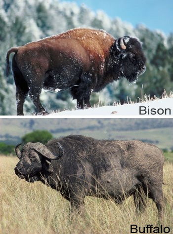 Bison and Buffalo