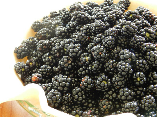 Blackberry and Mulberry