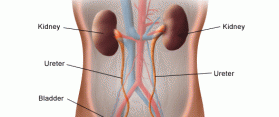 Kidney and bladder infection