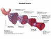 Skeletal Muscles