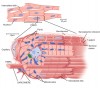 Cardiac muscles