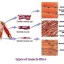 Cardio and Skeletal Muscles