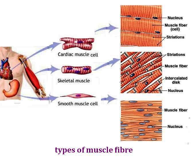 Cardio and Skeletal Muscles