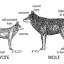 wolves