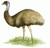 Emu bird