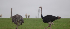 Emu And Ostrich Birds