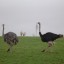 Emu And Ostrich Birds