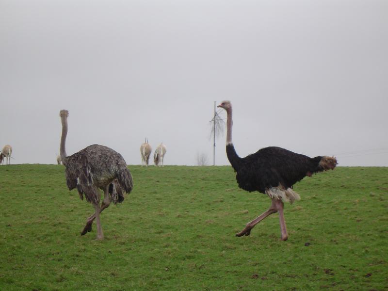 Emu And Ostrich Birds