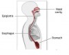 Esophagus