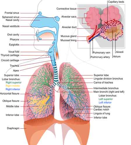 Esophagus and Trachea