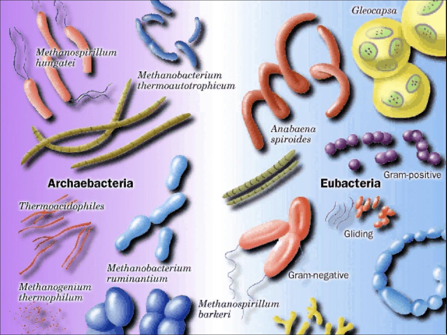 Eubacteria and Archaebacteria