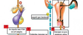 Difference Between FSH and LH Hormones