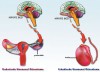 Dissimilarity Between FSH and LH Hormones